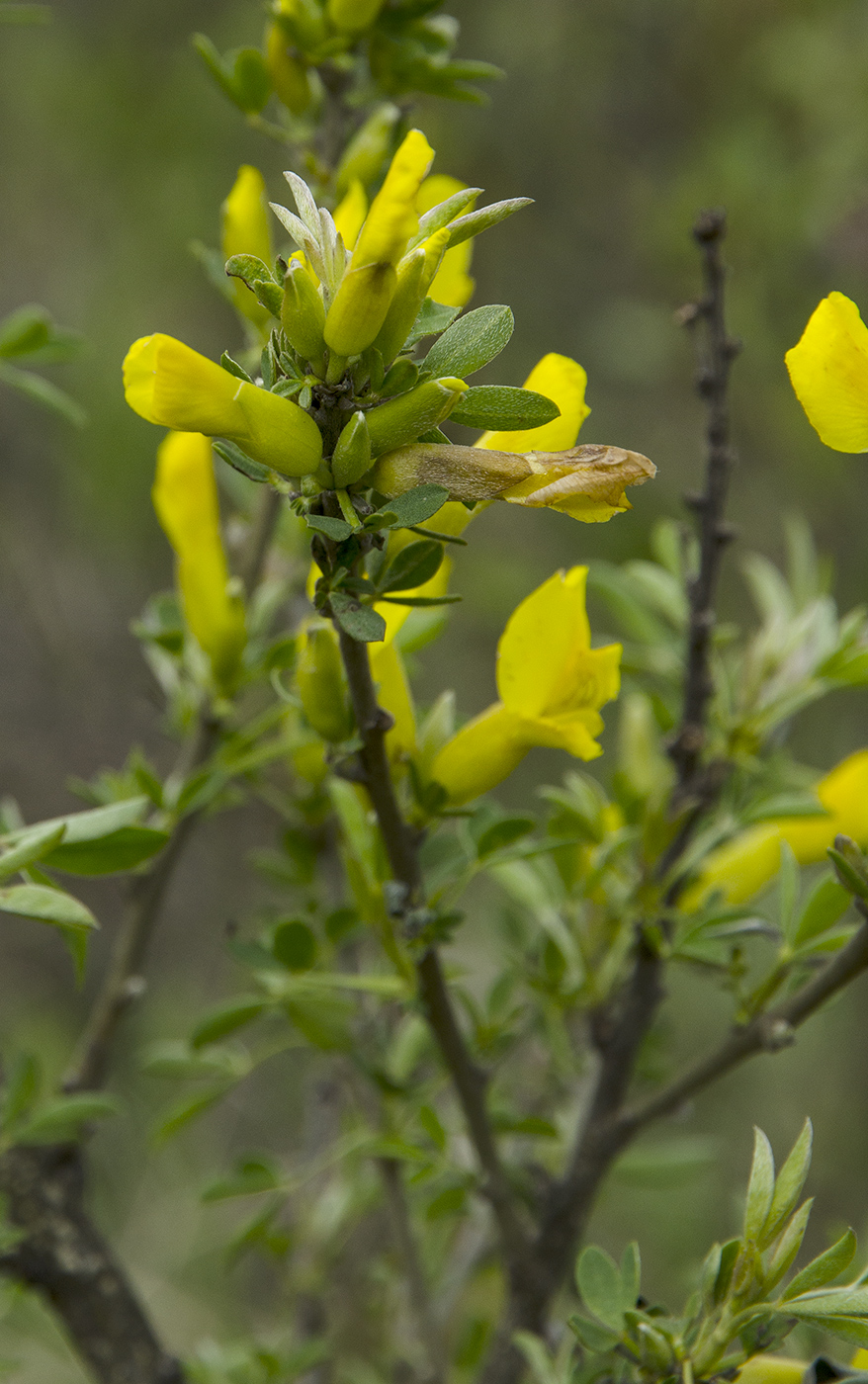 Изображение особи Chamaecytisus ruthenicus.