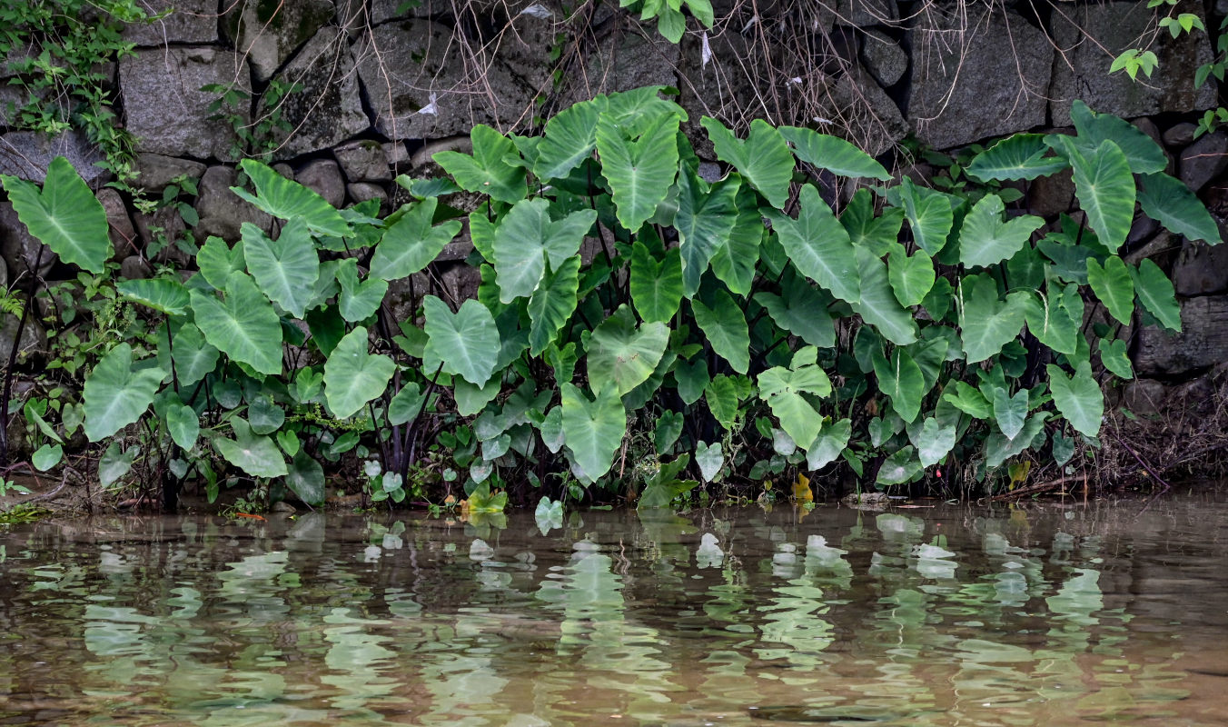 Изображение особи Colocasia esculenta.