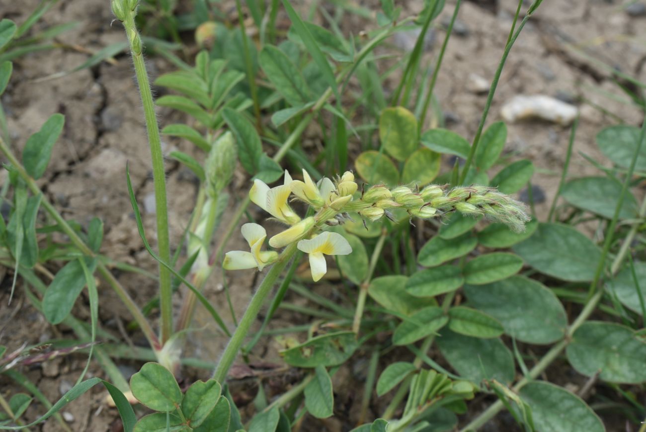 Изображение особи род Onobrychis.