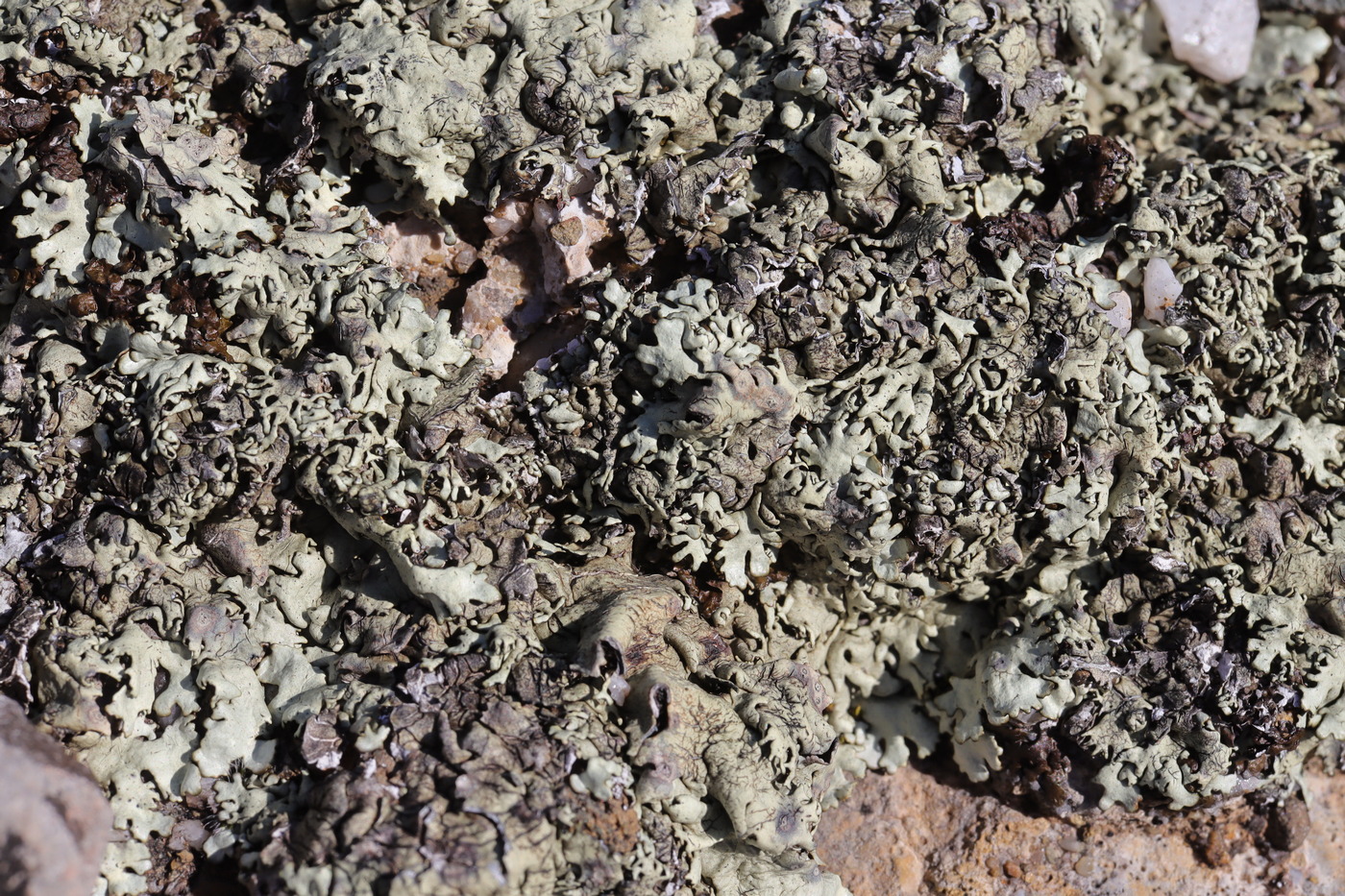 Image of Xanthoparmelia stenophylla specimen.