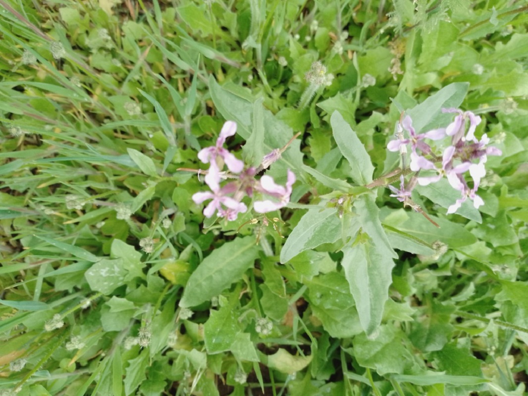 Image of Chorispora tenella specimen.