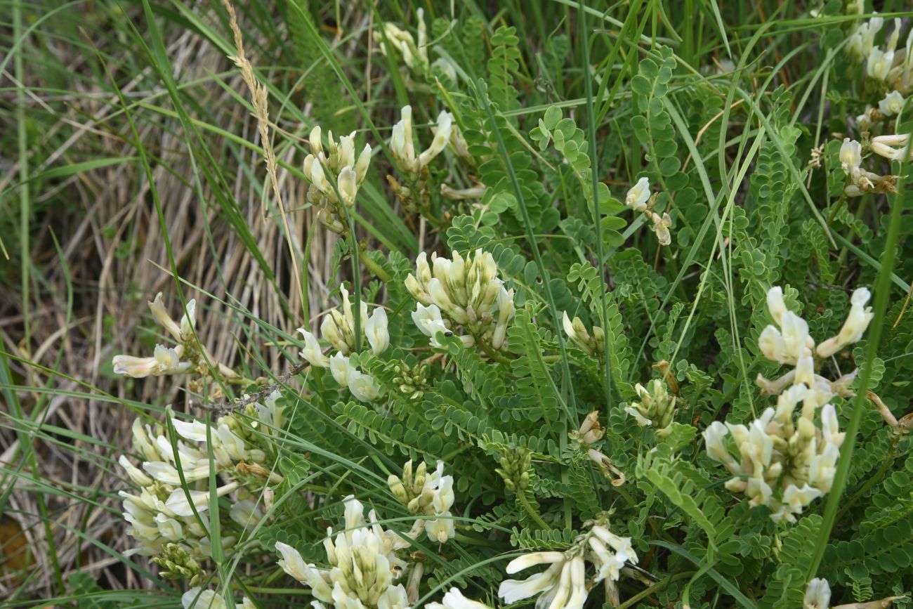 Image of familia Fabaceae specimen.