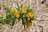 Scolymus hispanicus. Верхушка побега с соцветиями. Португалия, г. Лиссабон, пустырь. 08.08.2025.