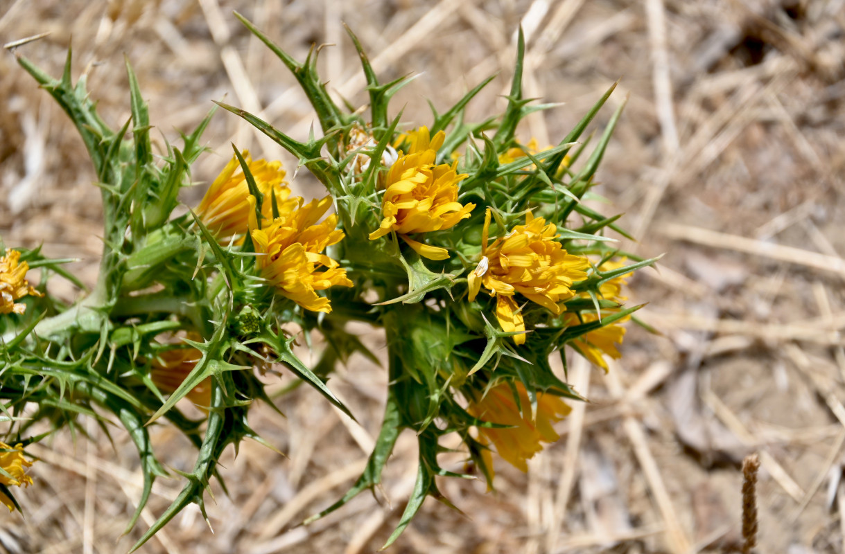 Изображение особи Scolymus hispanicus.