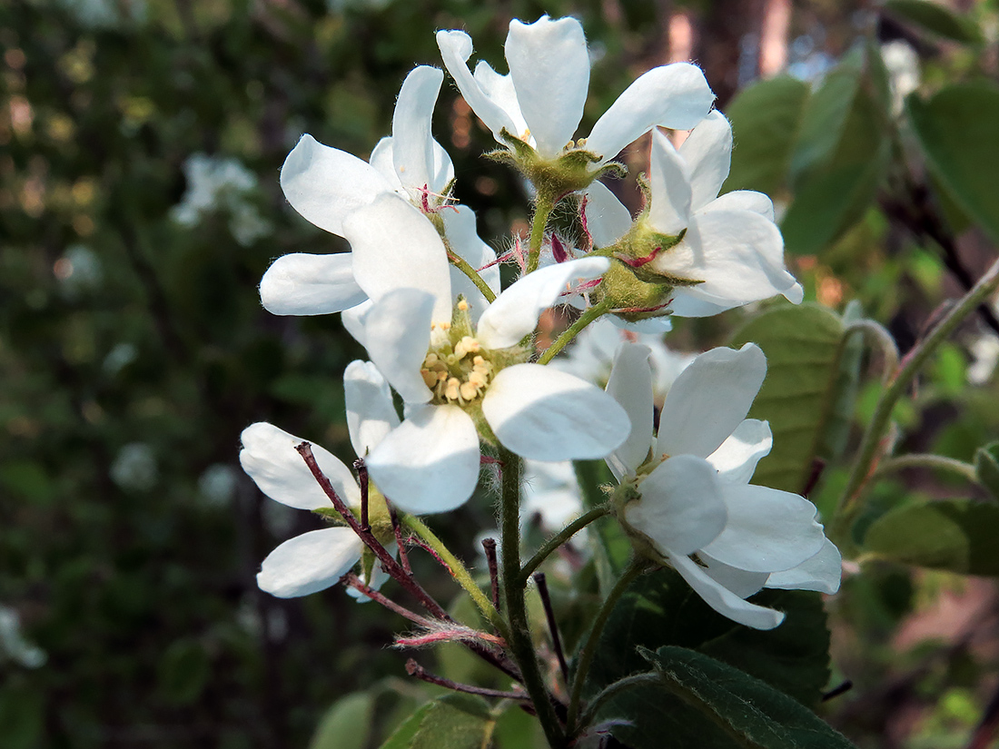 Image of Amelanchier spicata specimen.