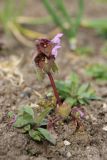 Lamium purpureum. Цветущее и плодоносящее растение в сообществе с Myosotis(? слева). Ленинградская обл., Ломоносовский р-н, дер. Дубки, дачный участок, на грядке. 09.05.2026.