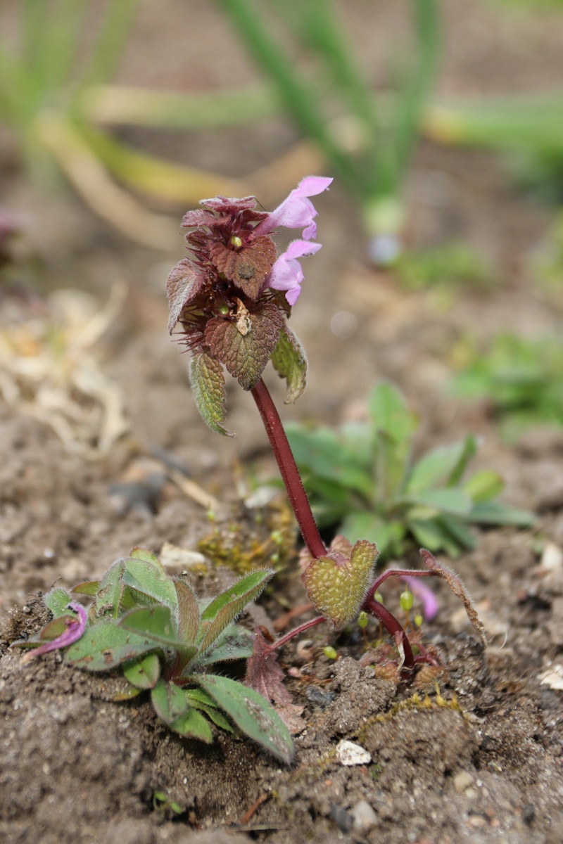Image of Lamium purpureum specimen.