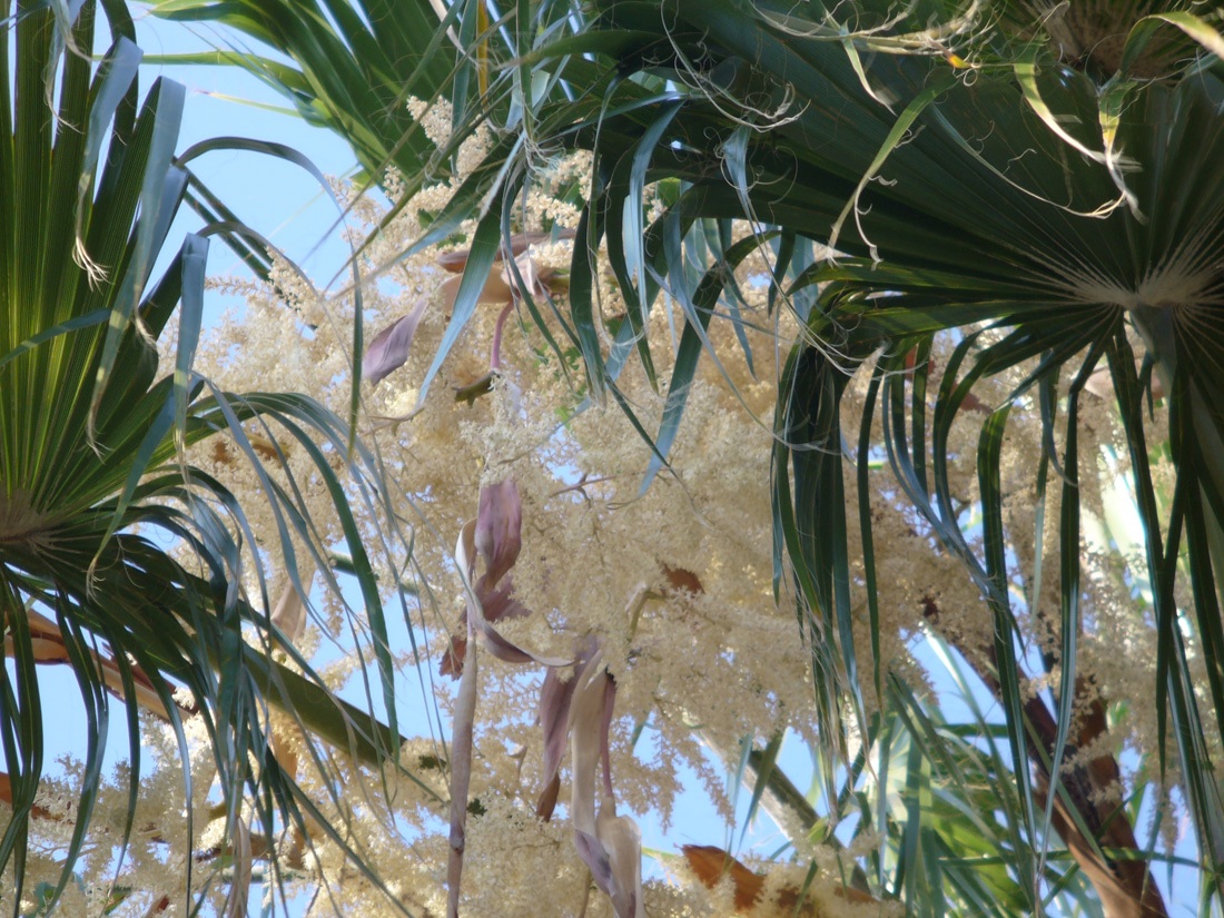 Image of Washingtonia filifera specimen.