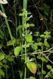 Melissa officinalis