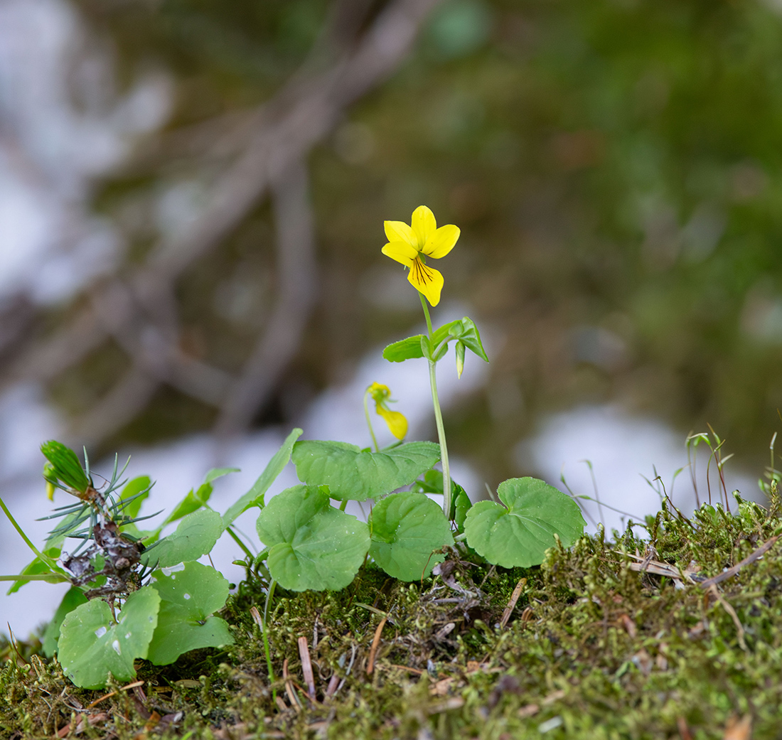 Изображение особи Viola biflora.