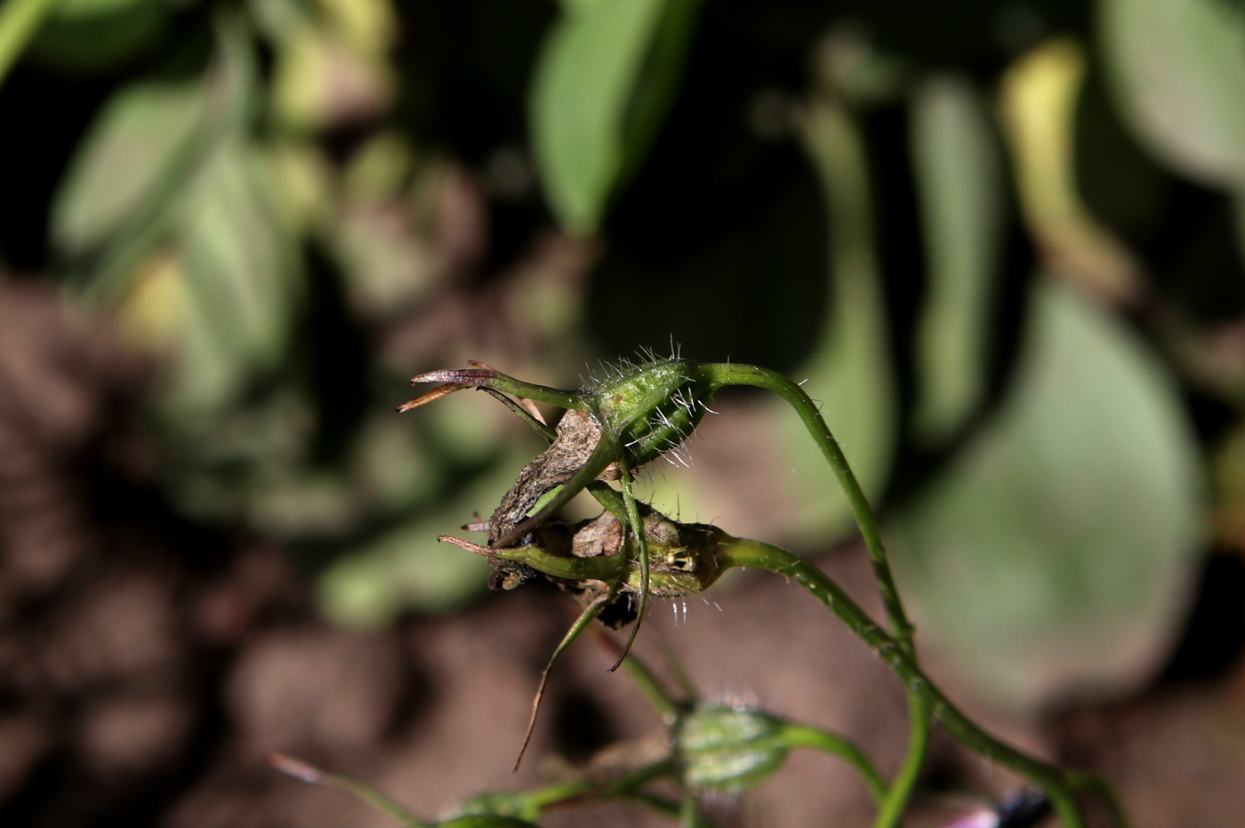 Image of Campanula pulla specimen.