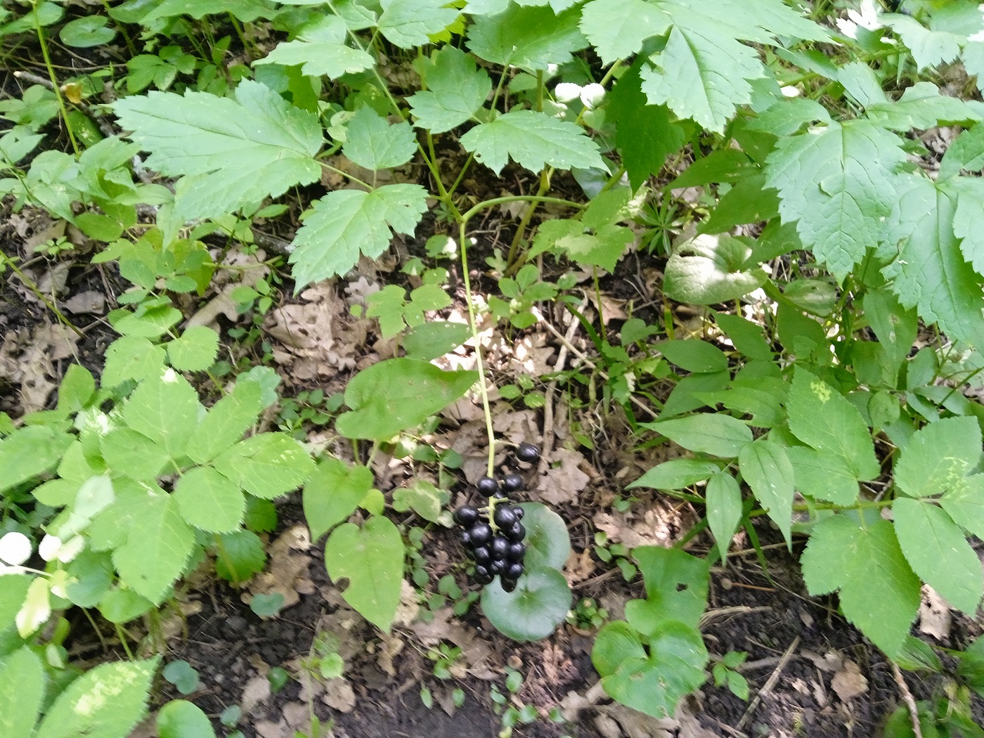 Image of Actaea spicata specimen.