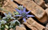 Eryngium dilatatum. Верхушка побега с соцветием. Португалия, округ Бежа, окр. г. Карвальял, каменистый склон. 06.06.2026.