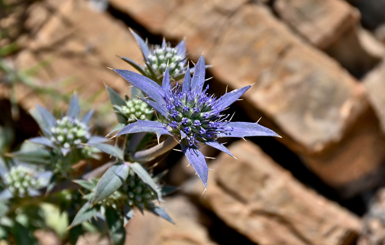 Изображение особи Eryngium dilatatum.