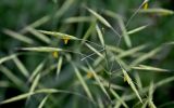 Bromus magnus