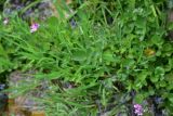 genus Cardamine. Лист. Турция, ил Артвин, окр. дер. Кашикли 400 м ниже моста через р. Корпусу, левый борт долины, в ручье среди камней. 12 июня 2026 г.