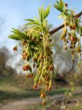 Acer negundo. Мужские соцветия. Смоленская обл., Смоленский р-н, пос. Каспля. 28.04.2011.