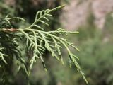 род Juniperus