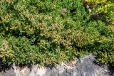 Juniperus davurica. Ветви с микростробилами. Приморский край, Спасский р-н, окр. с. Прохоры, остепнённое петрофитно-кустарниково-травяное сообщество на юго-западном склоне. 15.09.2026.