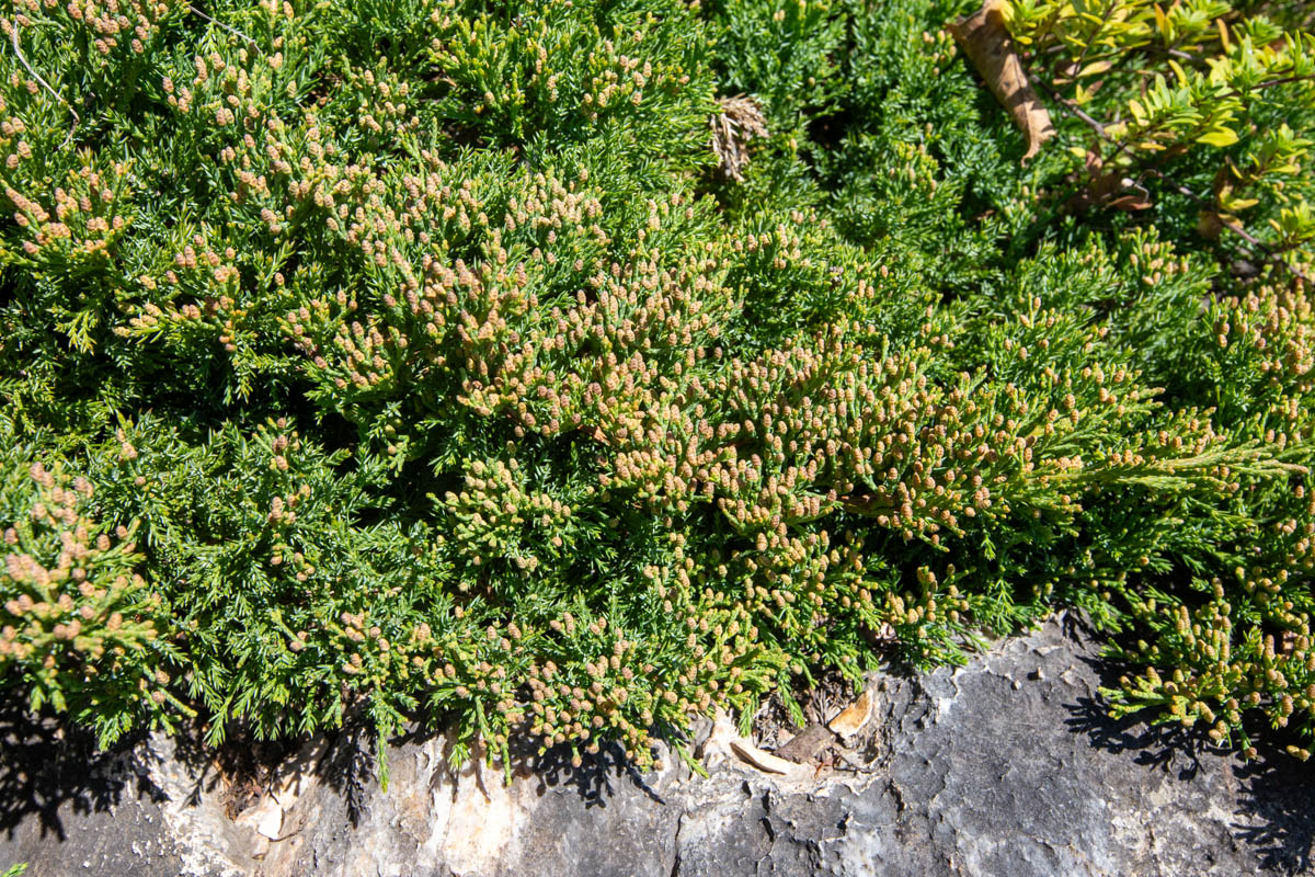 Image of Juniperus davurica specimen.