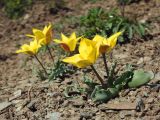 Tulipa annae. Цветущие растения. Казахстан, Восточно-Казахстанская обл., Маркакольский р-н, горы Дэрельбиигы, пер. Мраморный, каменистый участок. 23.04.2026.