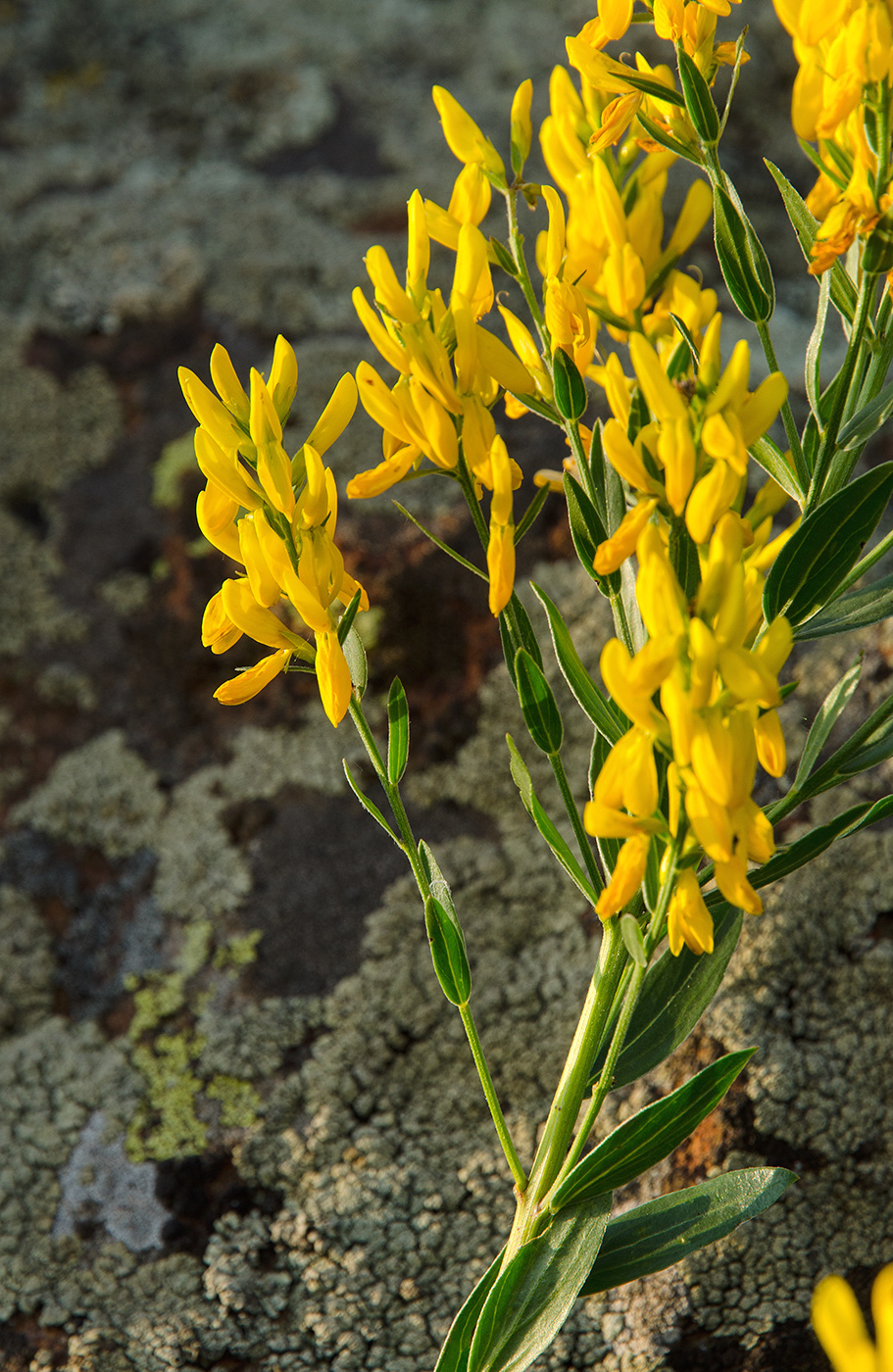Image of Genista tinctoria specimen.