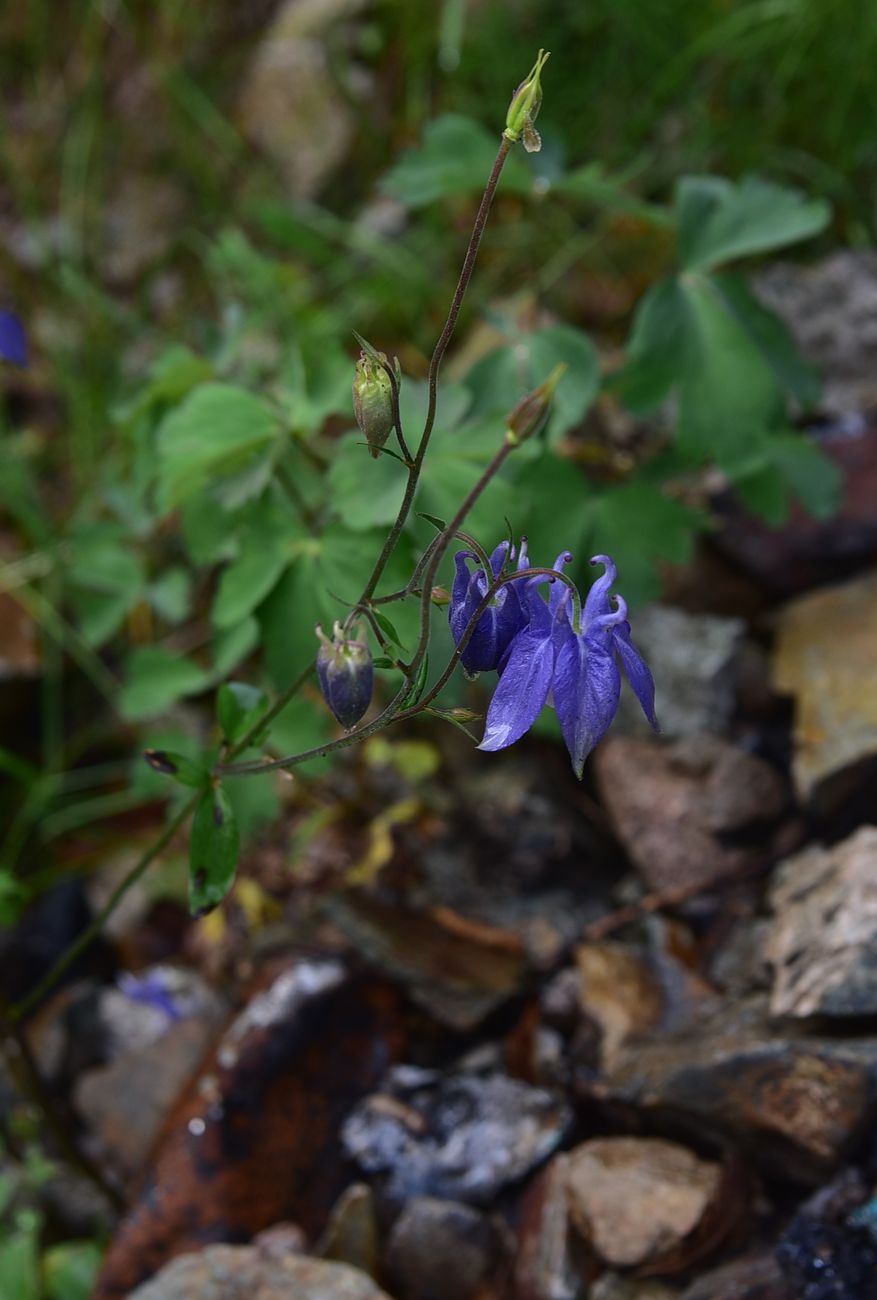 Image of Aquilegia olympica specimen.