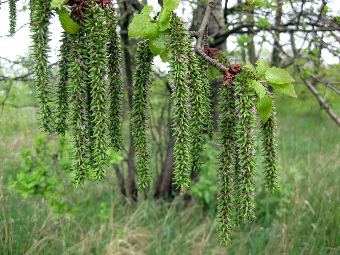 Изображение особи Populus tremula.