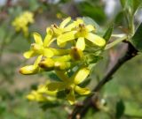 Image of taxon representative. Author is Геннадий Анисимов