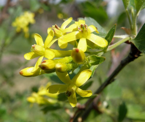 Изображение особи Ribes aureum.