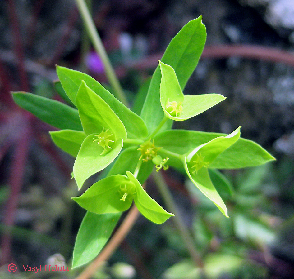 Изображение особи Euphorbia taurinensis.