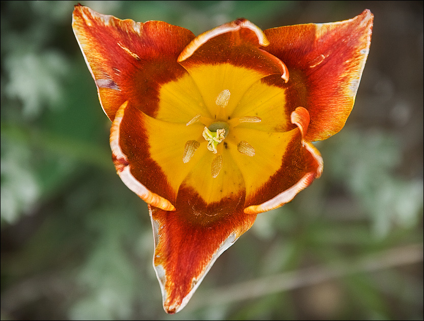 Image of Tulipa suaveolens specimen.