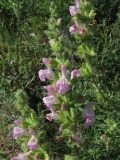 Salvia scabiosifolia