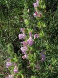 Salvia scabiosifolia. Соцветия. ЮВ Крым, окр. пос. Коктебель, хр. Биюк-Янышар. 8 июня 2011 г.