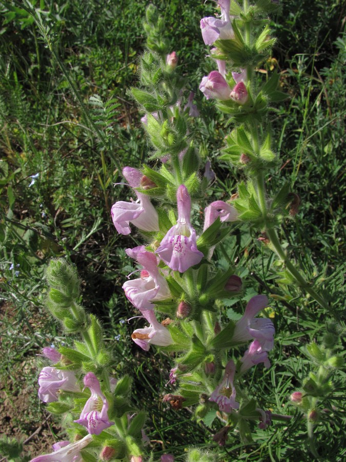 Image of Salvia scabiosifolia specimen.