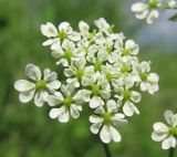 Chaerophyllum prescottii