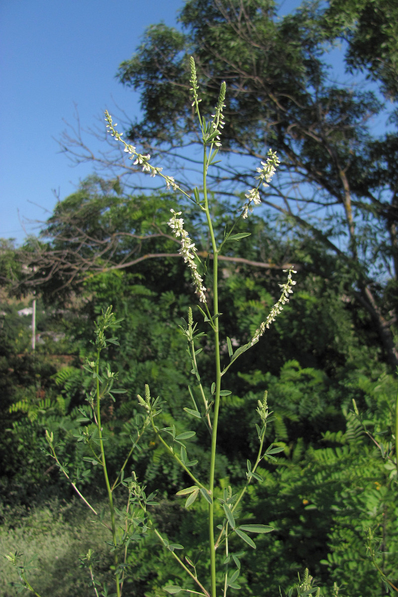 Image of Melilotus albus specimen.