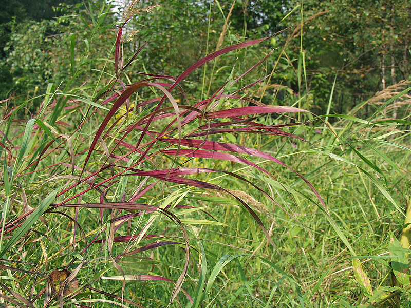 Image of Bromopsis inermis specimen.