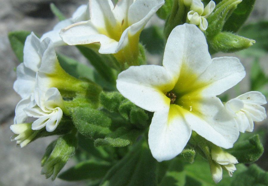 Изображение особи Argusia sibirica.