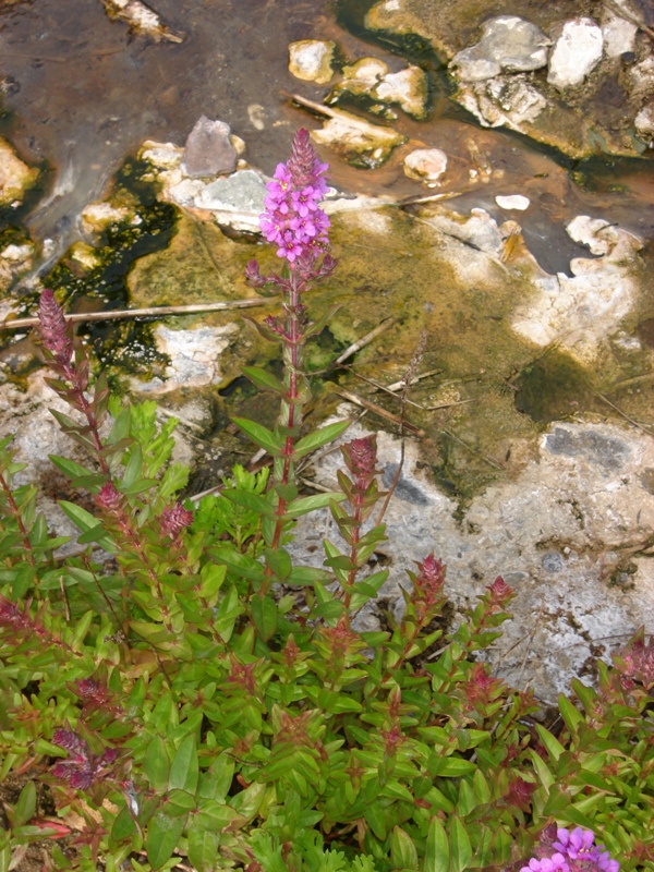 Image of Lythrum salicaria specimen.