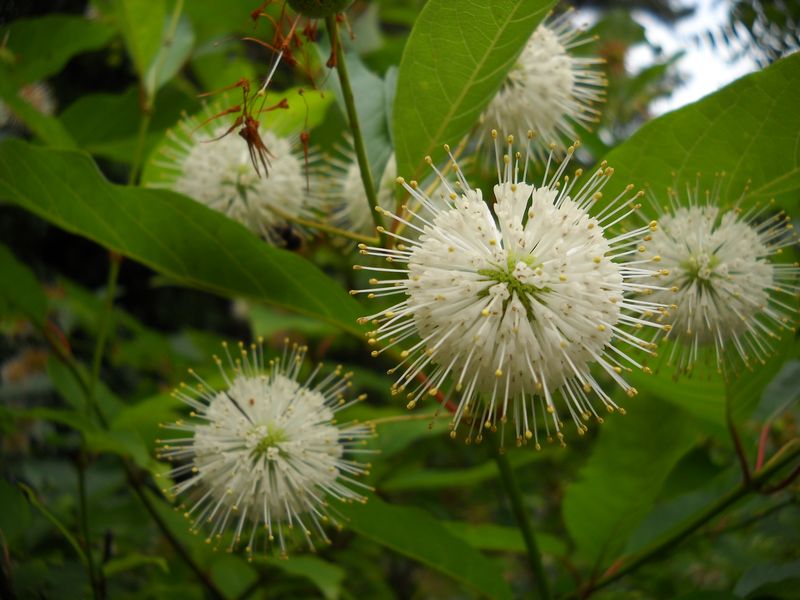 Изображение особи Cephalanthus occidentalis.