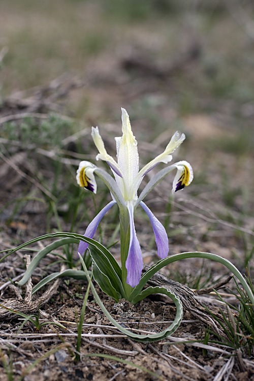 Image of Juno narbutii specimen.