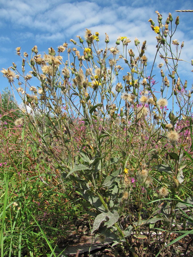 Image of genus Hieracium specimen.
