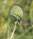 Scabiosa columbaria. Соплодие. Крым, нижнее плато Чатырдага, луговая степь. 20.07.2011.