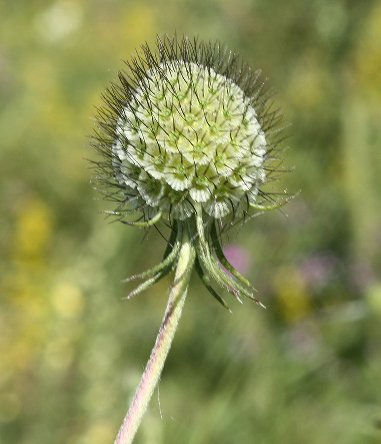 Изображение особи Scabiosa columbaria.