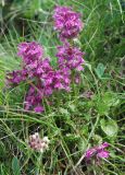 Pedicularis verticillata. Цветущее растение. Черногория, Динарское нагорье, горный массив Дурмитор. 05.07.2011.