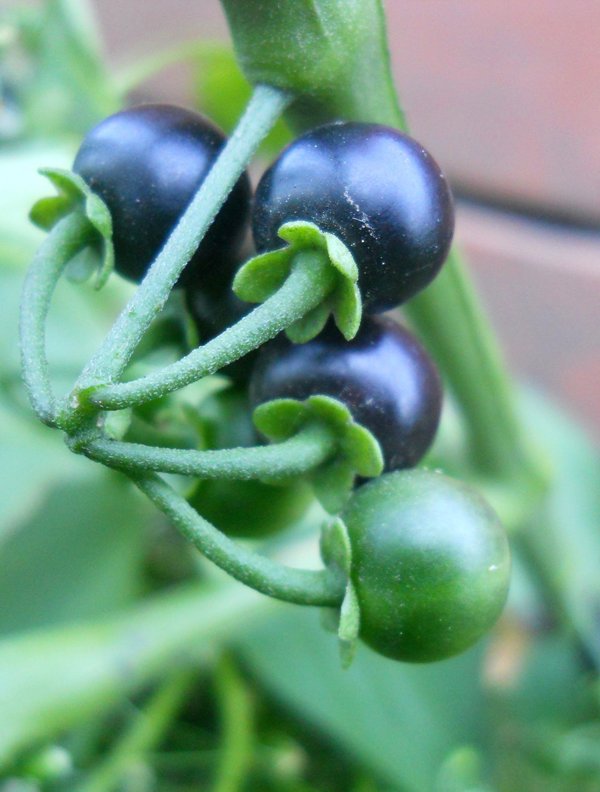 Image of Solanum nigrum specimen.