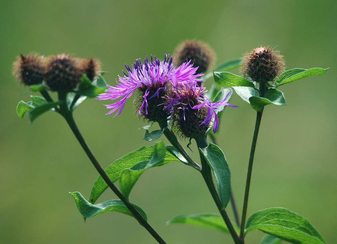 Изображение особи Centaurea phrygia.