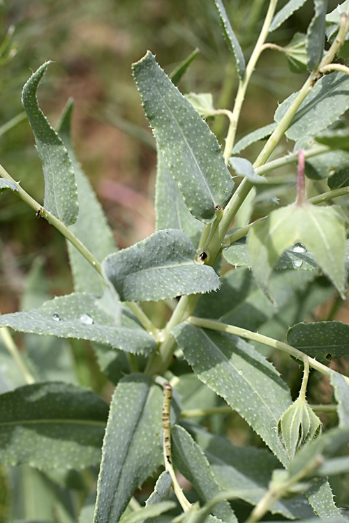 Image of Caccinia macranthera specimen.