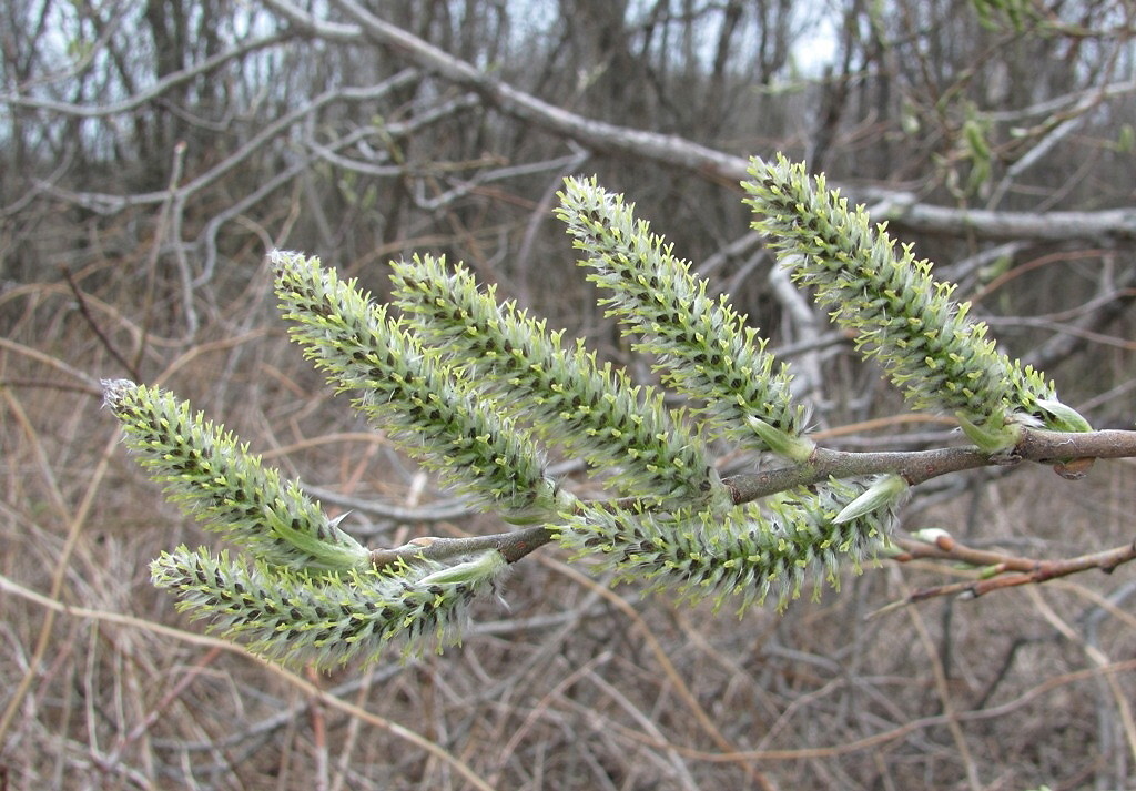 Image of Salix gmelinii specimen.